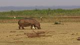 TANZANIA - Lake Manyara National Park - 59